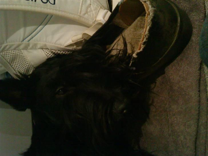 Skotsk terrier Tia* My Dear<3* - ÅÅ far mands træsko er så varm=D billede 6