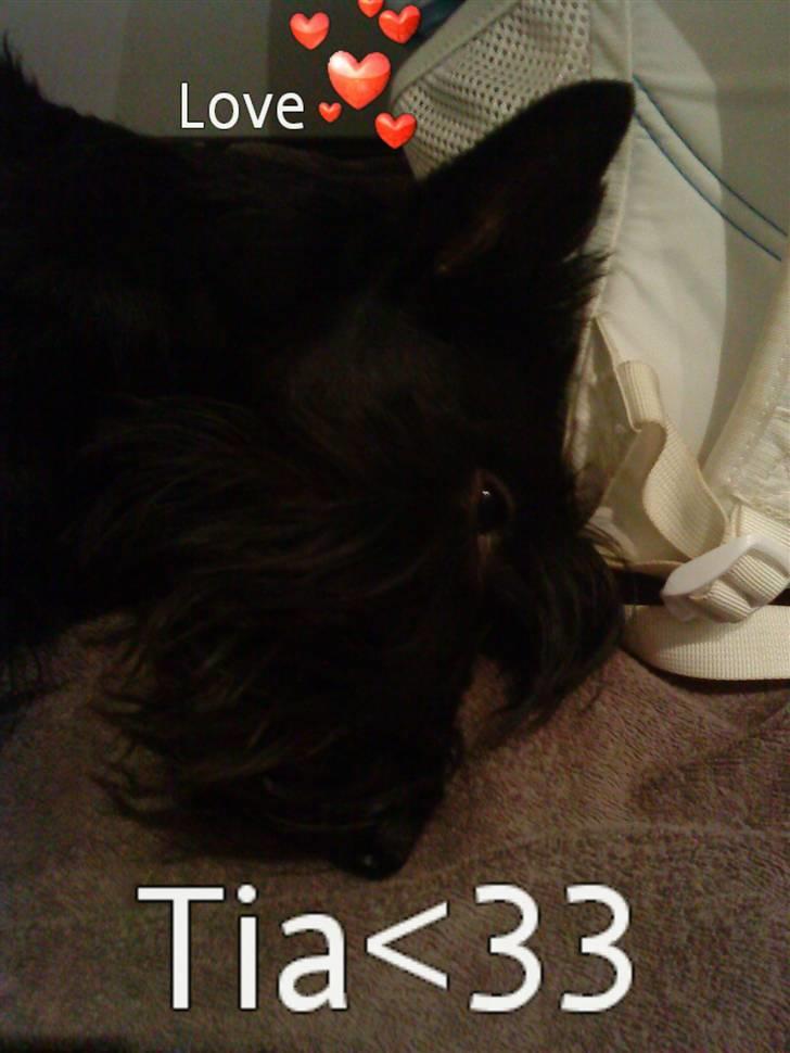Skotsk terrier Tia* My Dear<3* - Mobil mix<33 billede 7