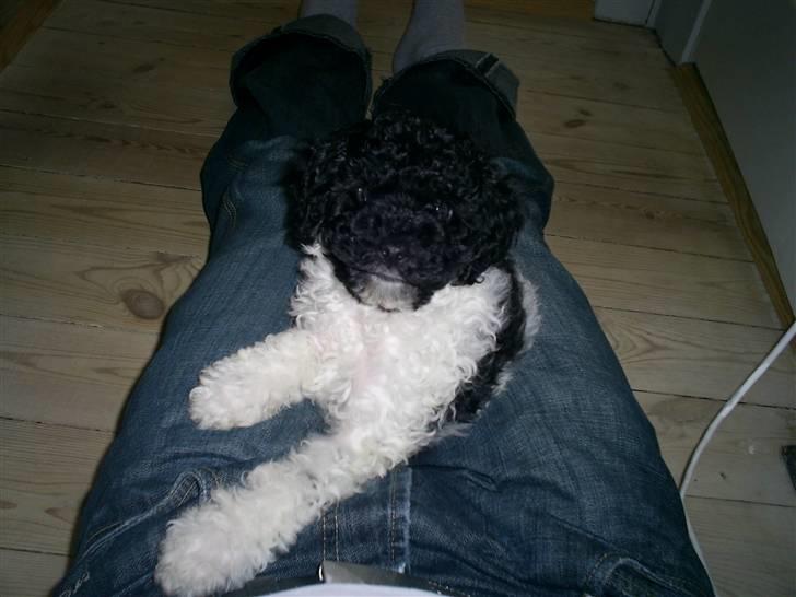 Dværgpuddel Liva billede 5