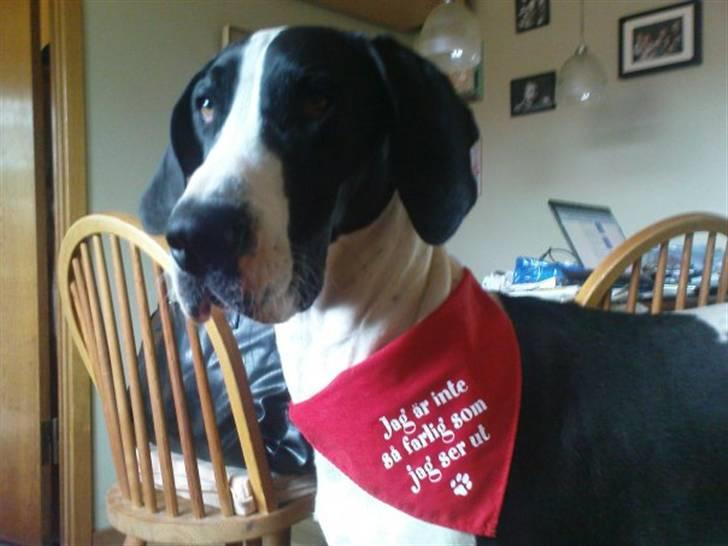 Grand danois Great Bel´s Sash (Minnie) - en gave fra hinsidan, sikke fin hun er billede 5