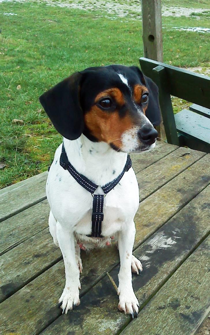 Dansk svensk gaardhund Mille - man kan se maven er vokset - den strutter lidt mere end den plejer billede 1