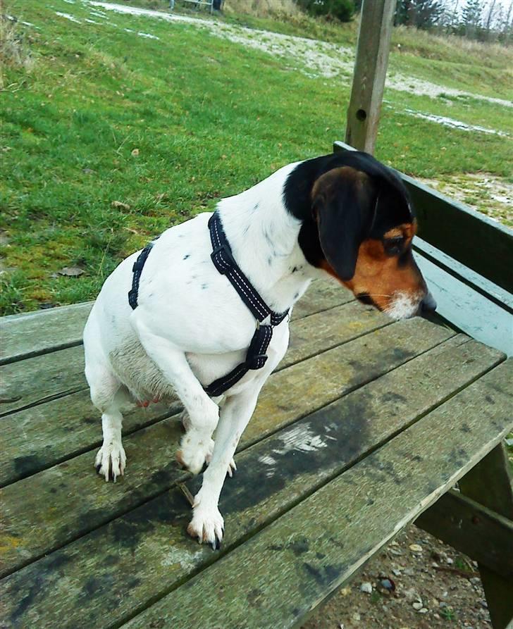 Dansk svensk gaardhund Mille - form på maven og voksende mælkekirtler billede 18