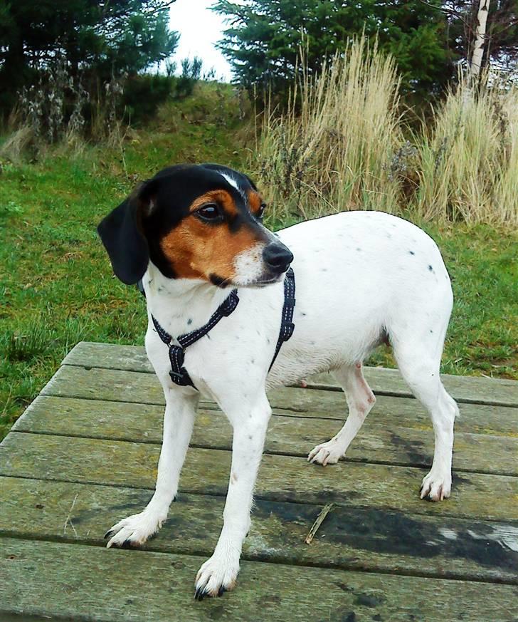 Dansk svensk gaardhund Mille - Ja nu går hele kroppen ud i et - hvor mange hvalpe mon der gemmer sig derinde billede 19