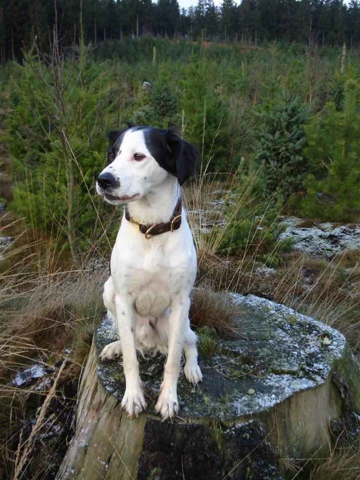 Blanding af racer Chips billede 14