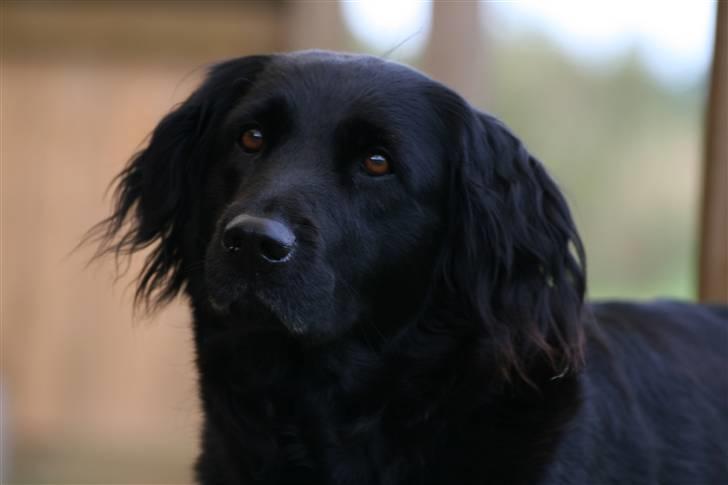 Blanding af racer Psycho - Elitehunden Psycho billede 1