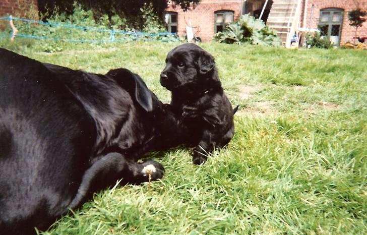 Blanding af racer Psycho - Psycho med sin mor. billede 2