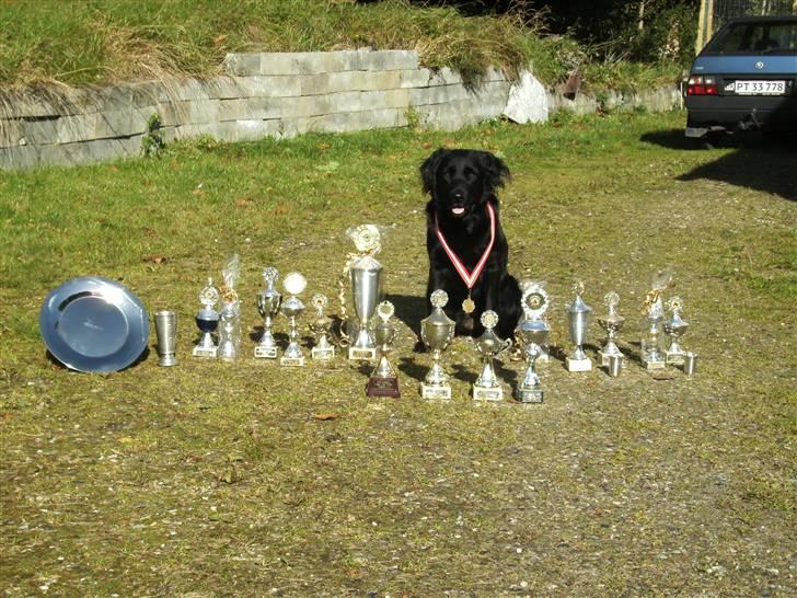 Blanding af racer Psycho - Psycho med nogle af sine pokaler billede 3