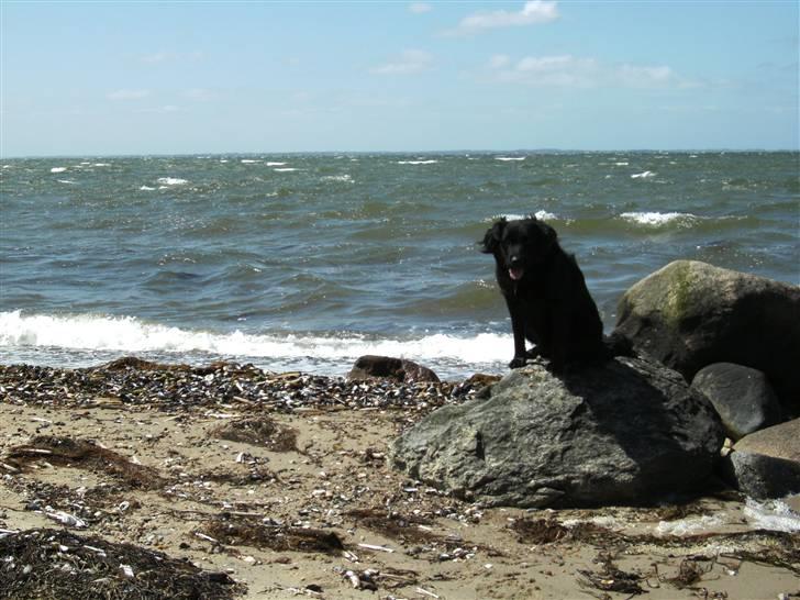 Blanding af racer Psycho - Psycho poserer på stranden billede 4
