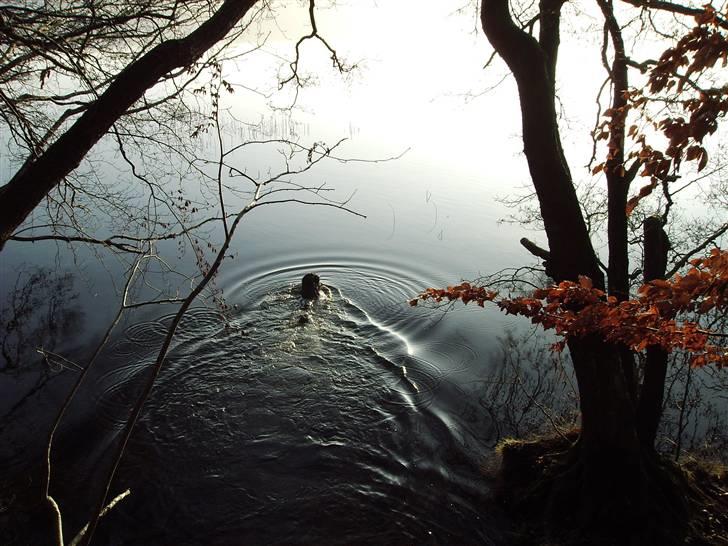 Blanding af racer Psycho - Svømmetur i Hald SØ, Viborg. billede 5