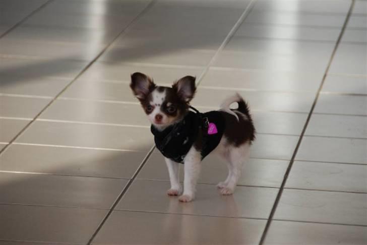 Chihuahua Cindy Sahara - Lille prinsesse billede 16