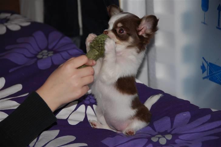 Chihuahua Cindy Sahara - Lad vær med at tage den fra mig... billede 17