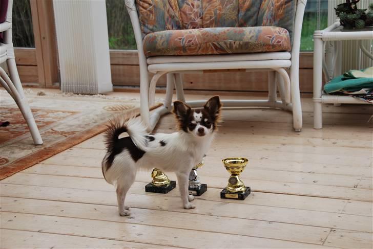 Chihuahua Cindy Sahara - Smukke cindy står stolt ved siden af sine pokaler :) billede 18