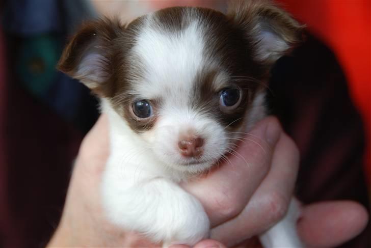 Chihuahua Cindy Sahara - Smukke prinsesse <3 billede 19