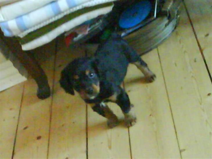 {{currentPhoto.altText}} billede {{currentPhoto.number}}