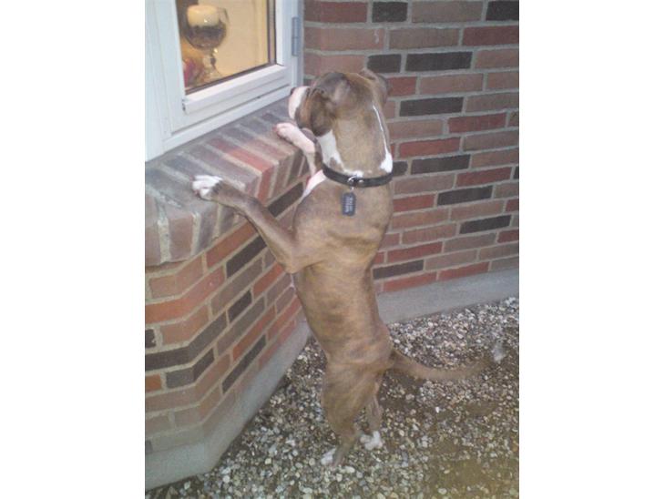 {{currentPhoto.altText}} billede {{currentPhoto.number}}