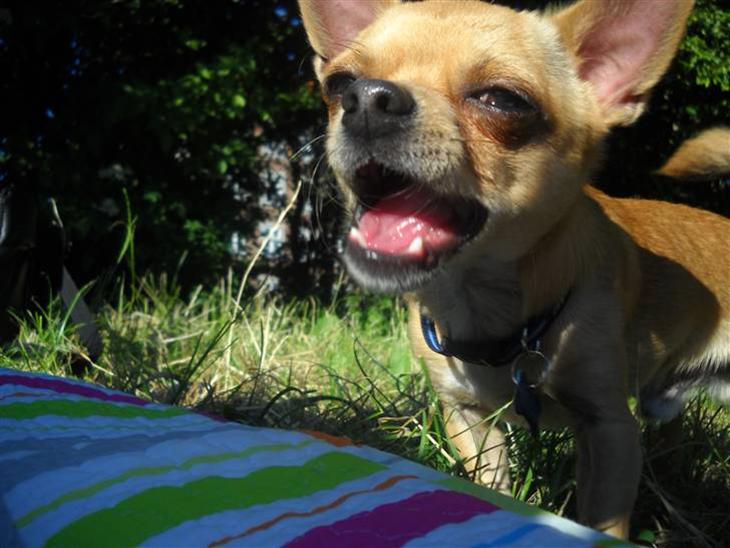 Chihuahua Hugo billede 1