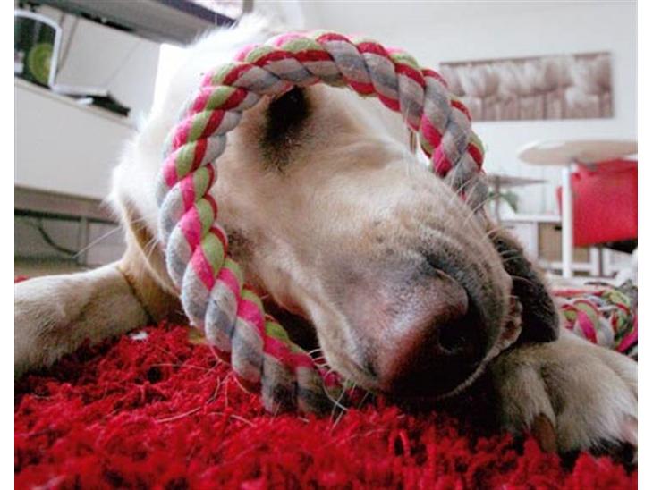 Labrador retriever Bailey - Bailey gnasker i reb billede 1