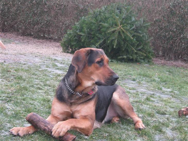 {{currentPhoto.altText}} billede {{currentPhoto.number}}