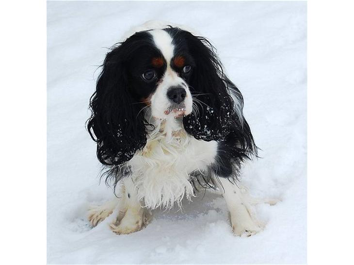 Cavalier king charles spaniel Kicki 2006 - 2010 billede 1