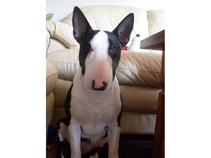 Bullterrier miniature Albert - Glædelig jul og godt nytår til alle billede 1