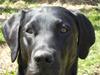 Labrador retriever Samson R.I.P