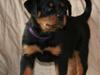 Rottweiler Haiki's Bacille * Død*