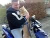 Amerikansk staffordshire terrier True staff licens to kill