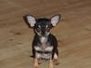 Chihuahua Kessler
