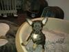 Chihuahua King