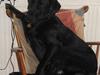 Labrador retriever Blackie [ Himmelhund]