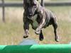 Bullterrier miniature Max [Tidl. hund]
