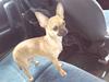 Chihuahua Luna