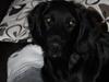 Labrador retriever Basse
