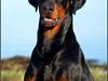Dobermann Mighty Triton V Masterhof [Tidl. hund]