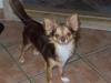 Chihuahua sns pia nyby's gizmo RIP