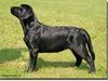 Labrador retriever Lab tasso Cle'o