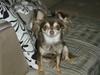 Chihuahua Cleo ( SNS PIA NYBYS CLEO