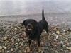 Rottweiler Jacko