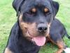 Rottweiler Zakoda Dina (Karla)