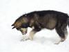 Siberian husky Liva