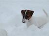 Jack russell terrier Cæsar