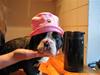 Olde english bulldogge Yatzy