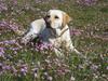 Labrador retriever Frida
