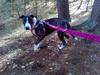 Blanding af racer Luna