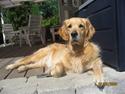 Golden retriever Bella