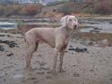 Weimaraner Hot shoot´s hero
