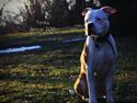 Amerikansk staffordshire terrier Tenka *HIMMELHUND*