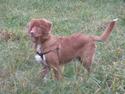 Nova scotia duck tolling retriever Eddie