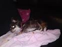 Chihuahua chicco