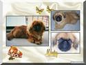 Pekingeser Monty